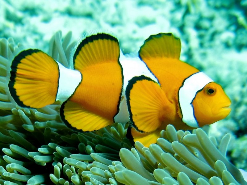 {short description of image}