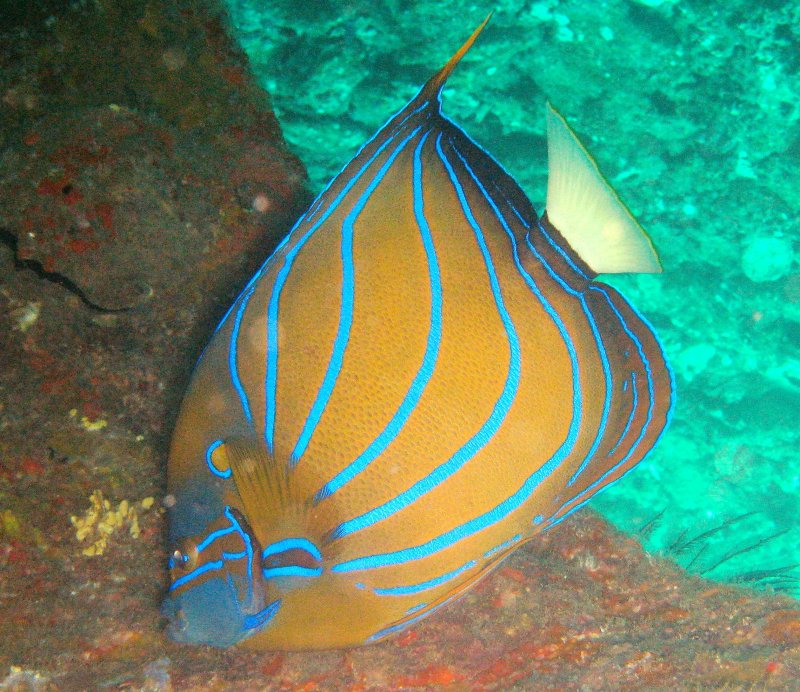 {short description of image}