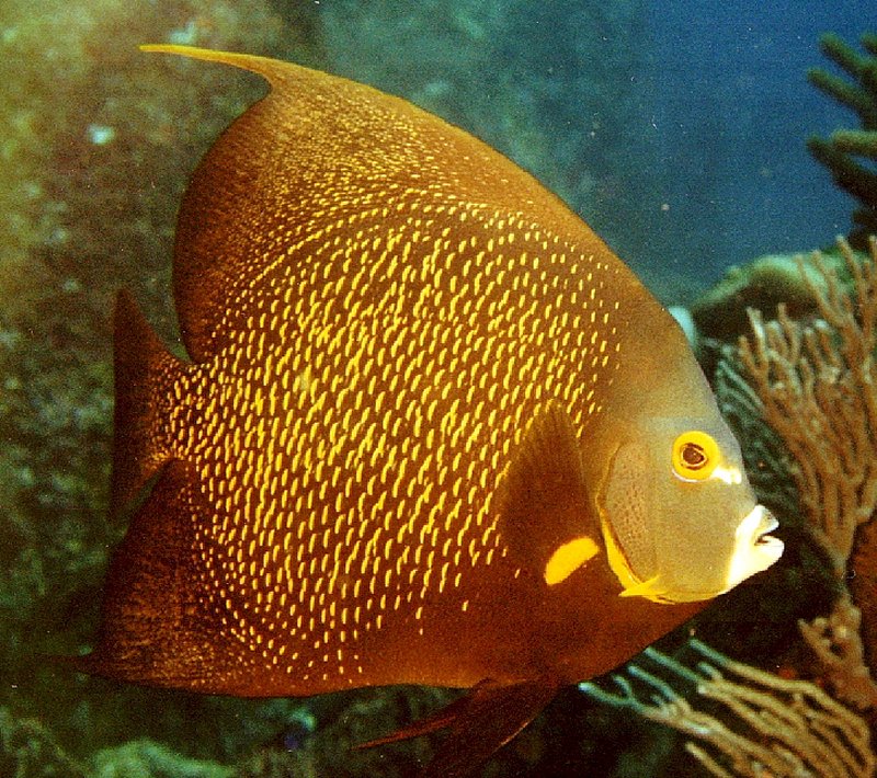 {short description of image}