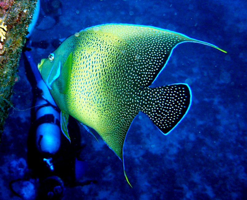 {short description of image}