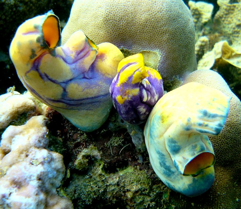 {short description of image}