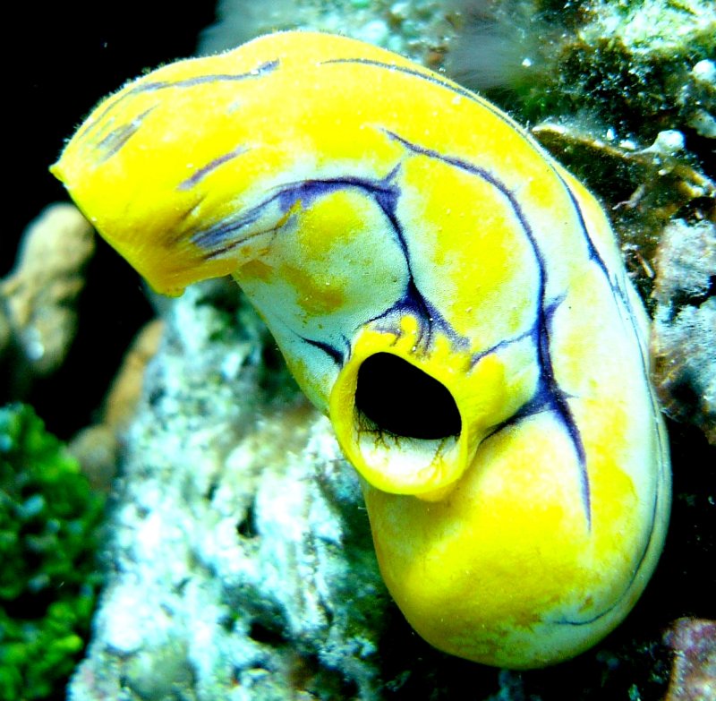 {short description of image}