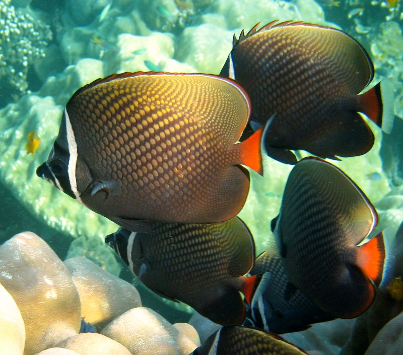 {short description of image}