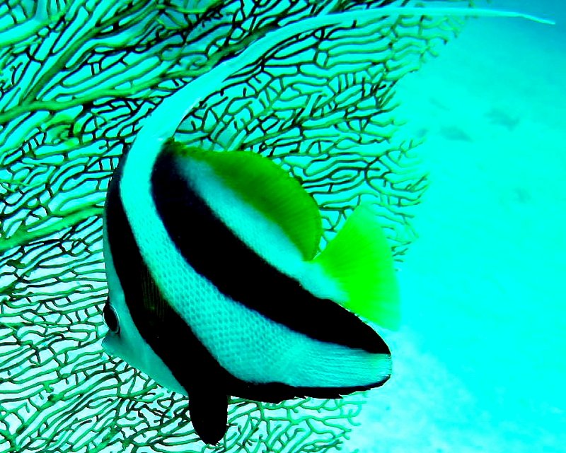 {short description of image}