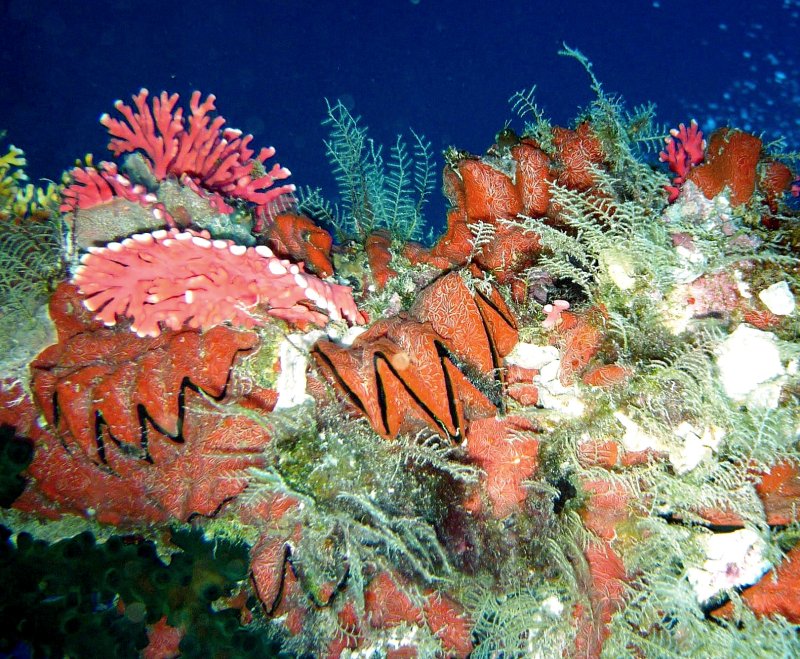 {short description of image}