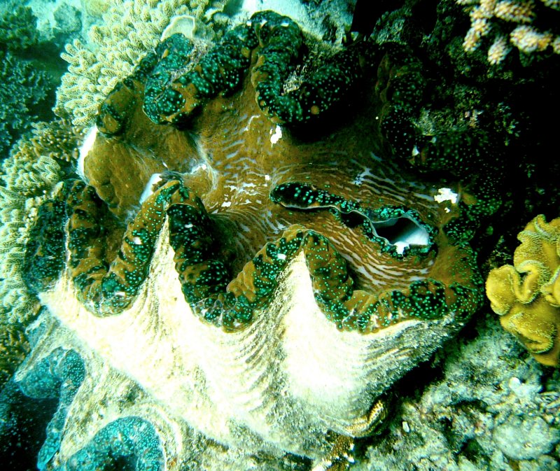 {short description of image}