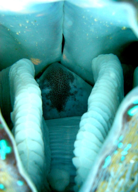 {short description of image}