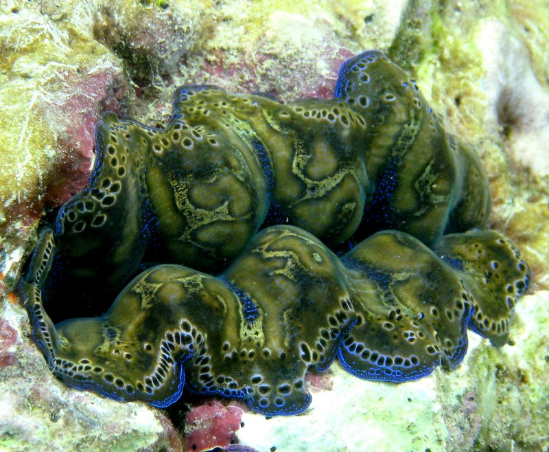 {short description of image}