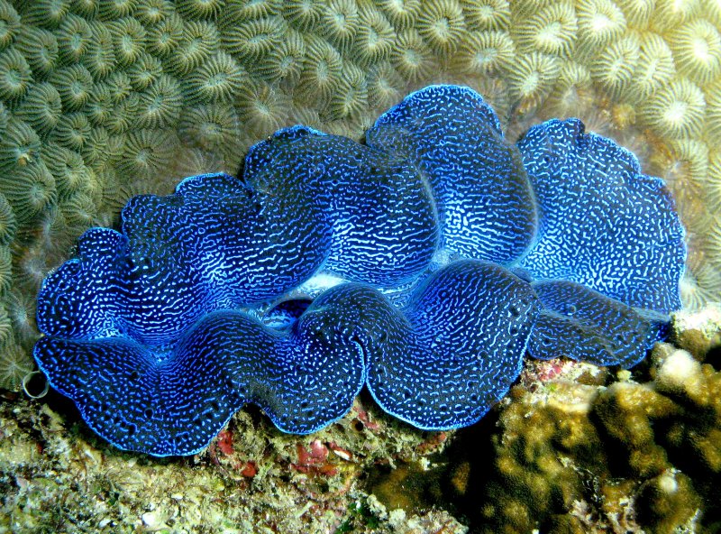 {short description of image}