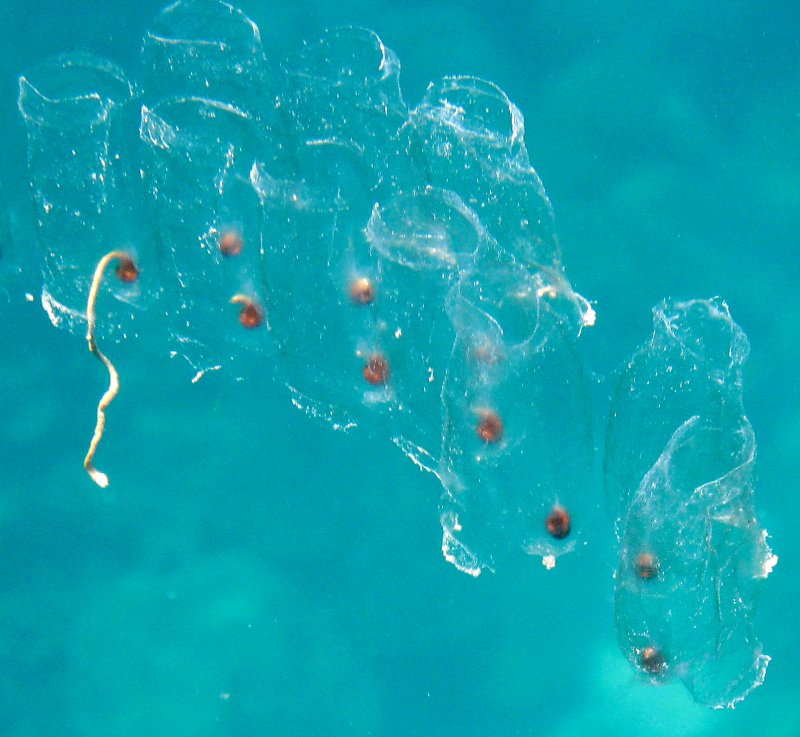 {short description of image}