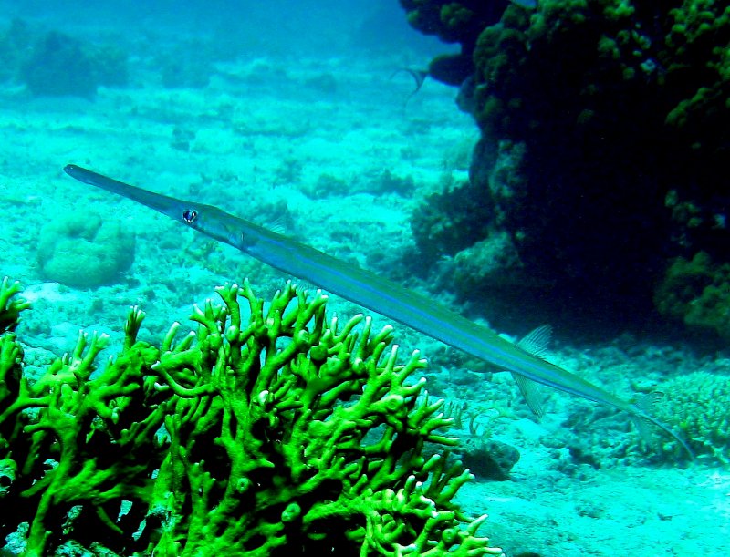 {short description of image}