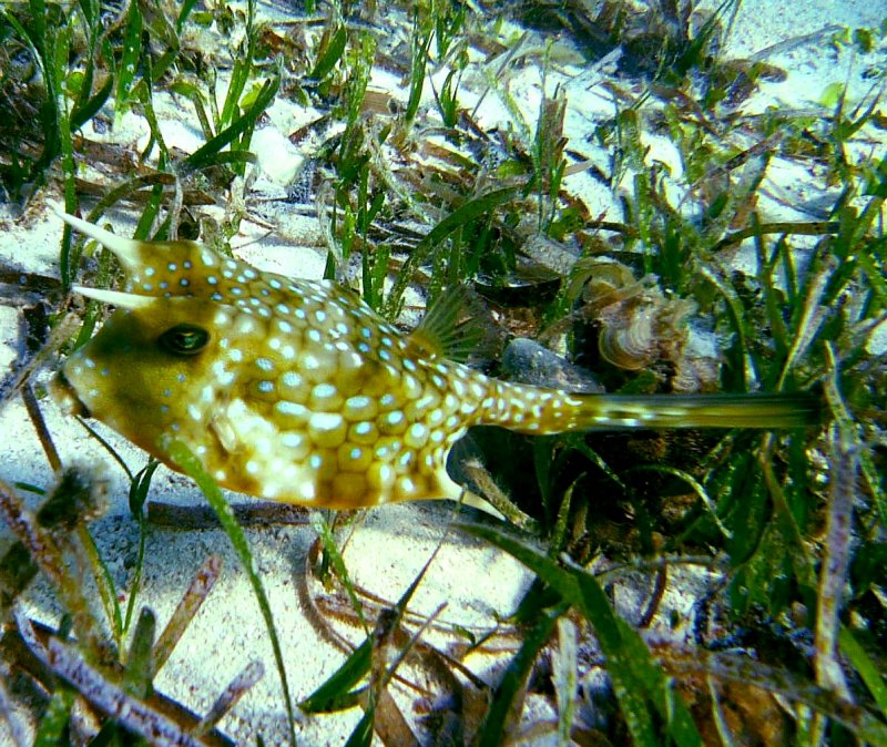 {short description of image}