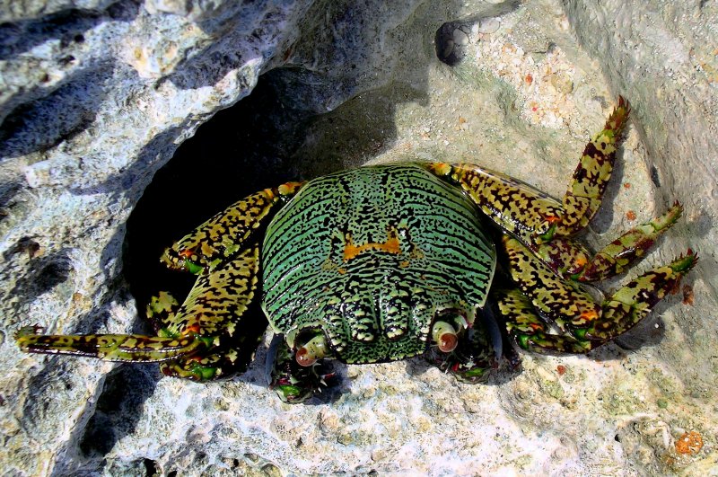 {short description of image}