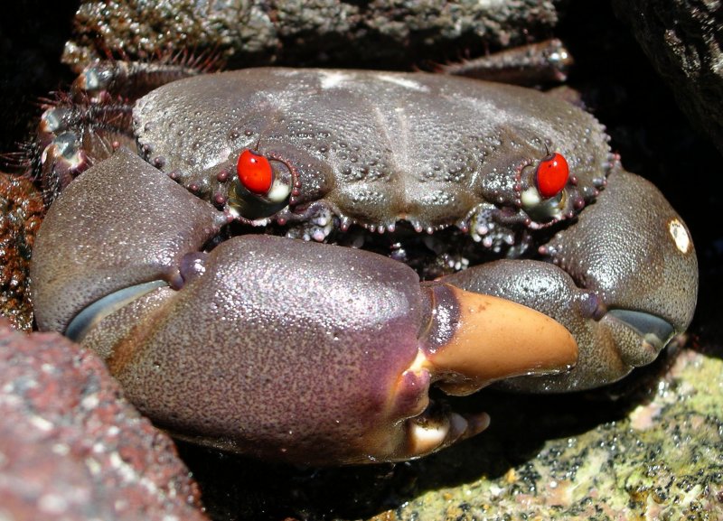 {short description of image}