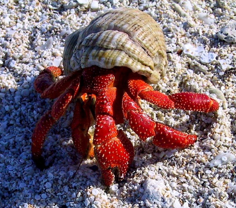 {short description of image}