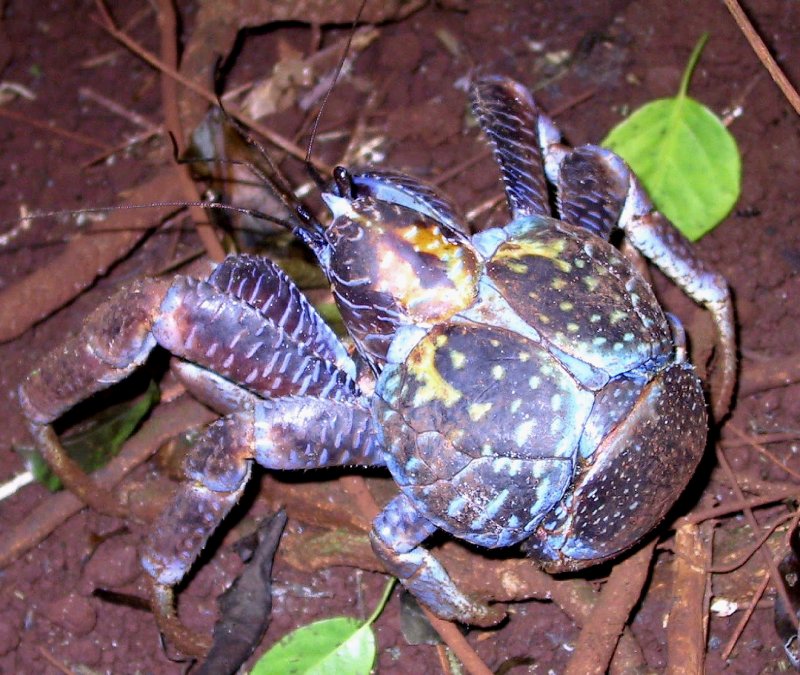 {short description of image}