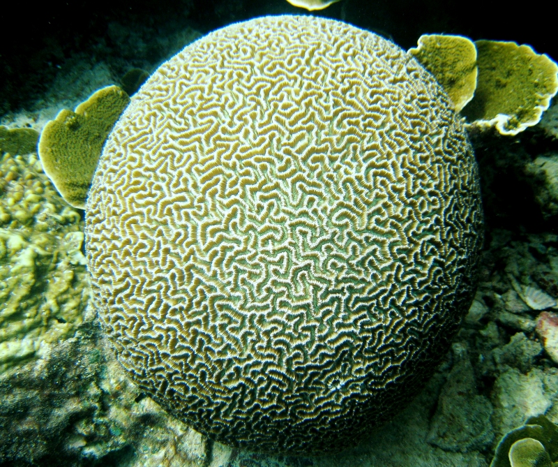 {short description of image}