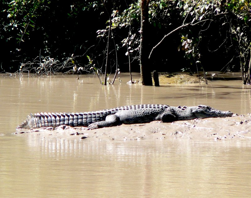 {short description of image}