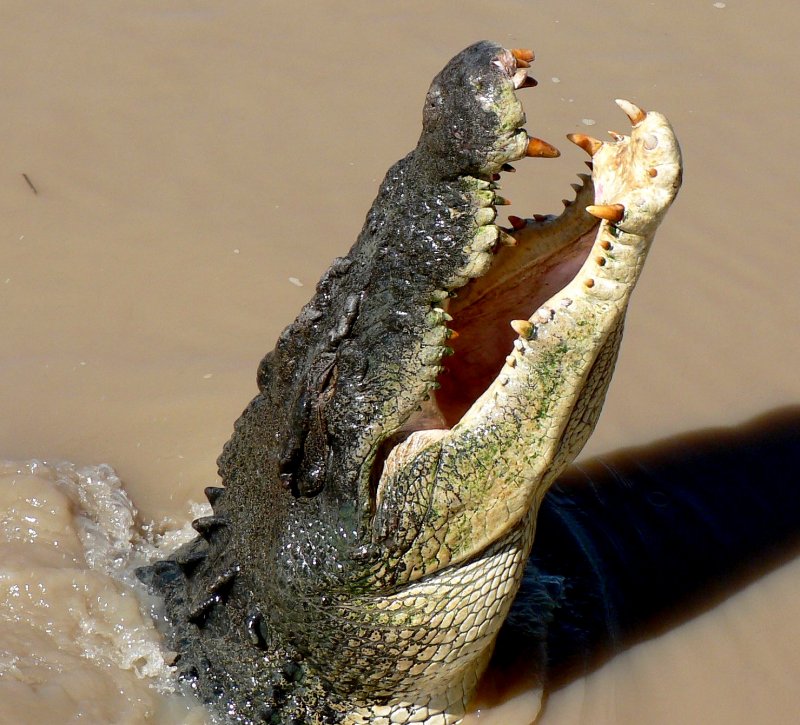 {short description of image}