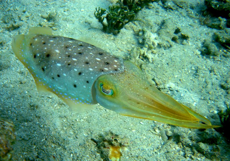 {short description of image}