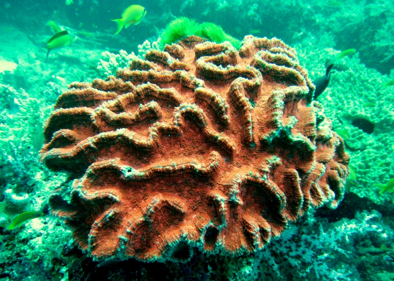 {short description of image}