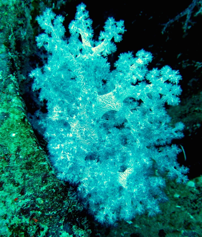 {short description of image}