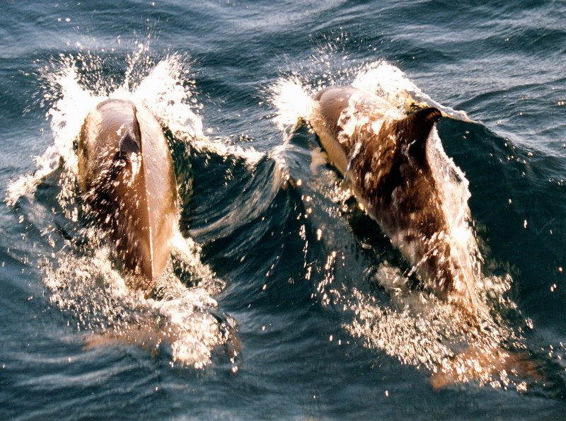 {short description of image}