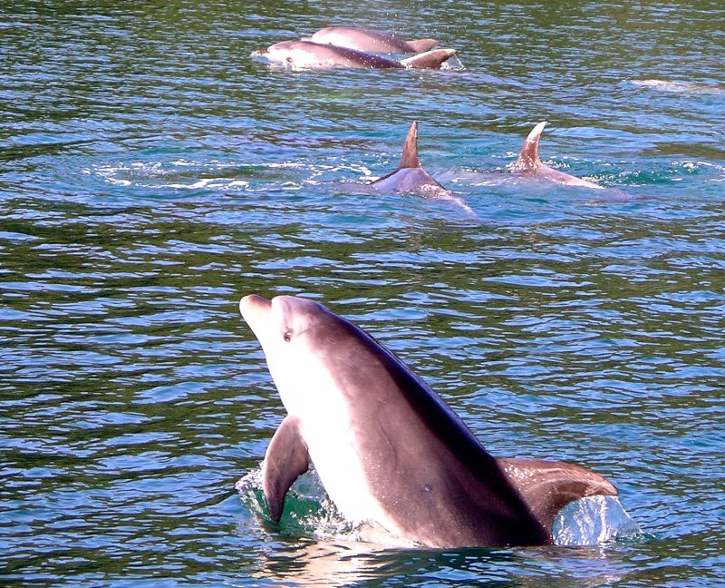 {short description of image}