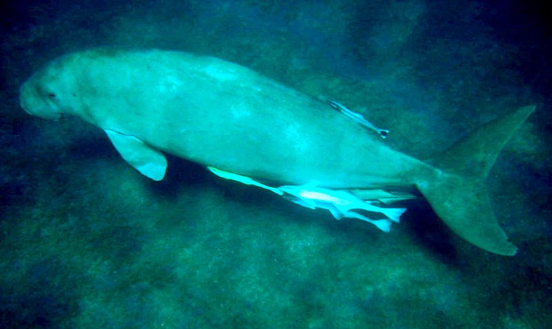 {short description of image}