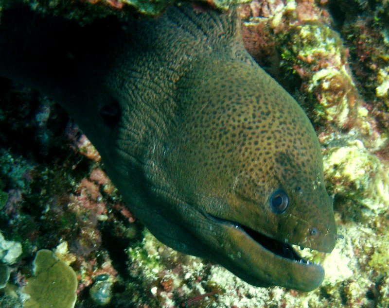 {short description of image}