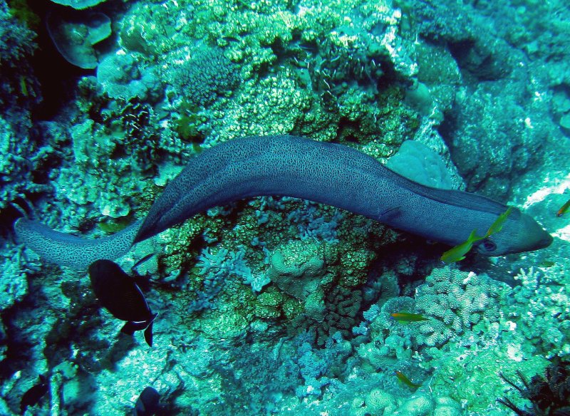 {short description of image}