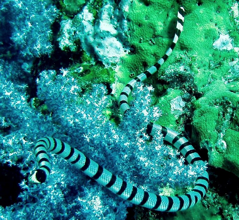 {short description of image}