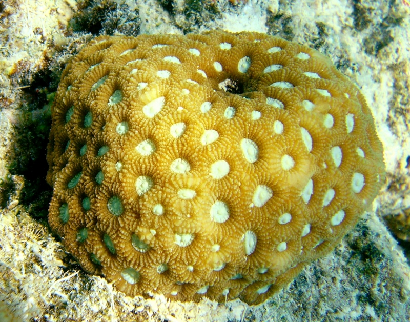 {short description of image}