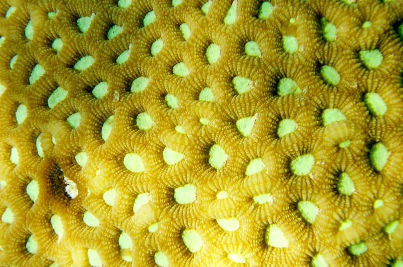 {short description of image}