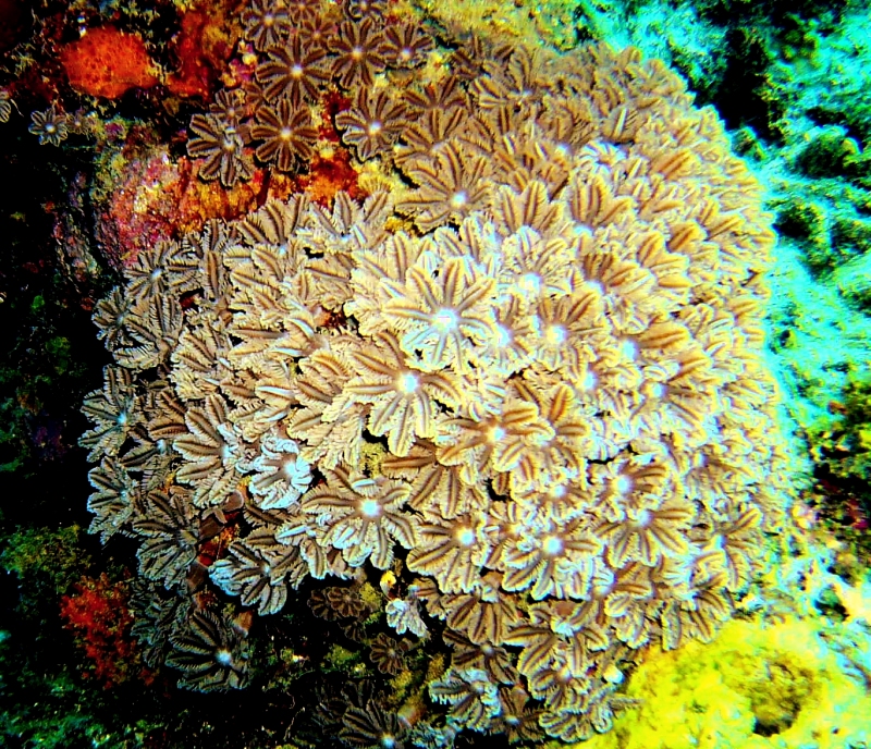 {short description of image}