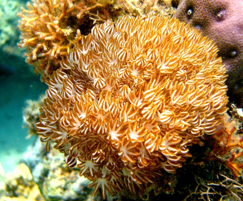 {short description of image}