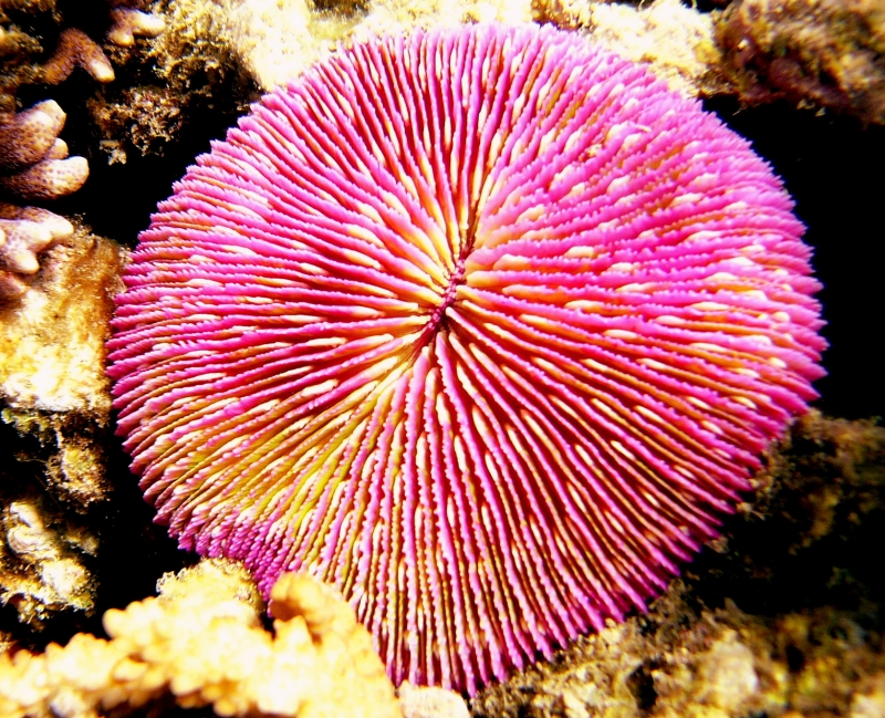 {short description of image}