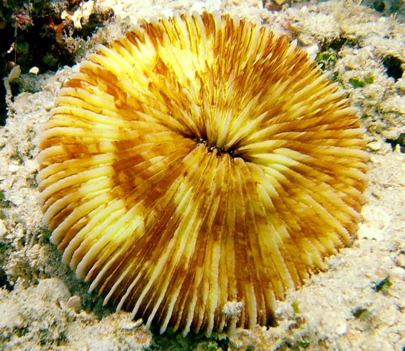 {short description of image}