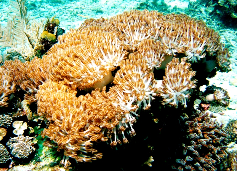 {short description of image}