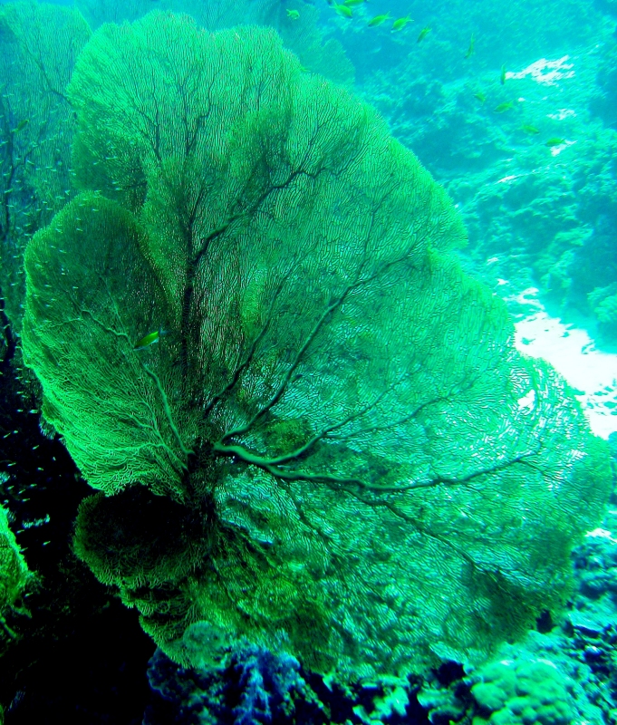 {short description of image}