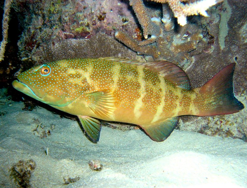 {short description of image}