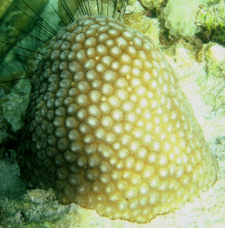 {short description of image}