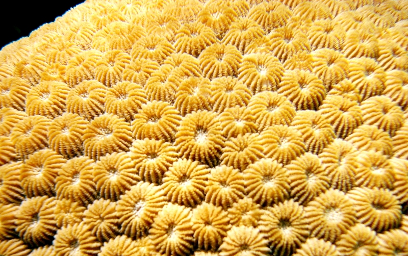 {short description of image}