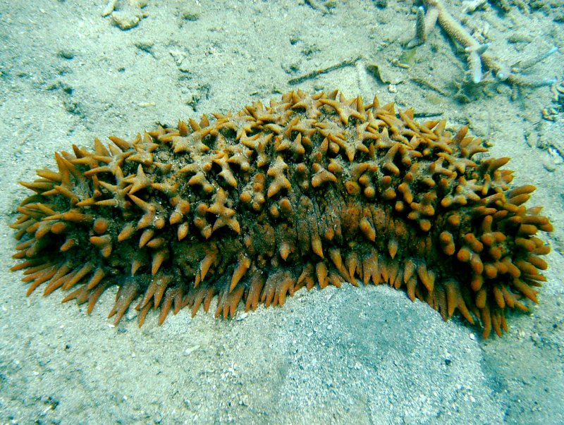 {short description of image}