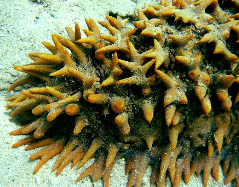 {short description of image}