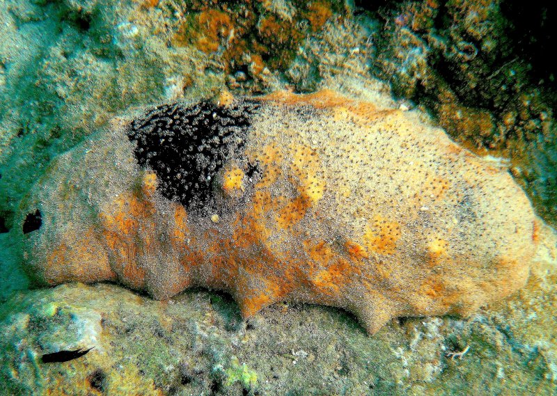 {short description of image}