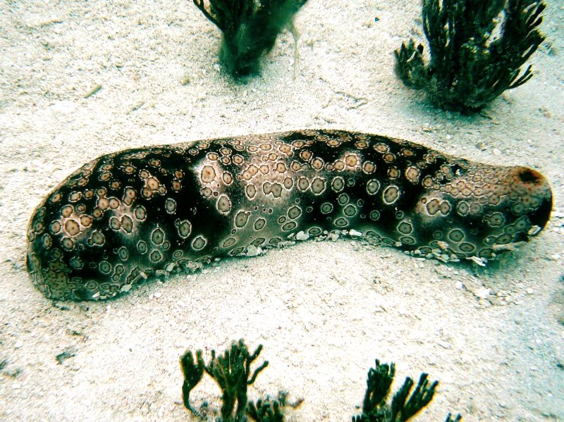 {short description of image}