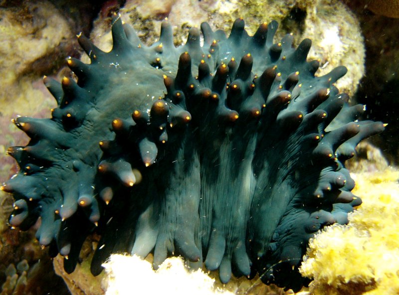 {short description of image}