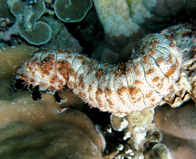 {short description of image}