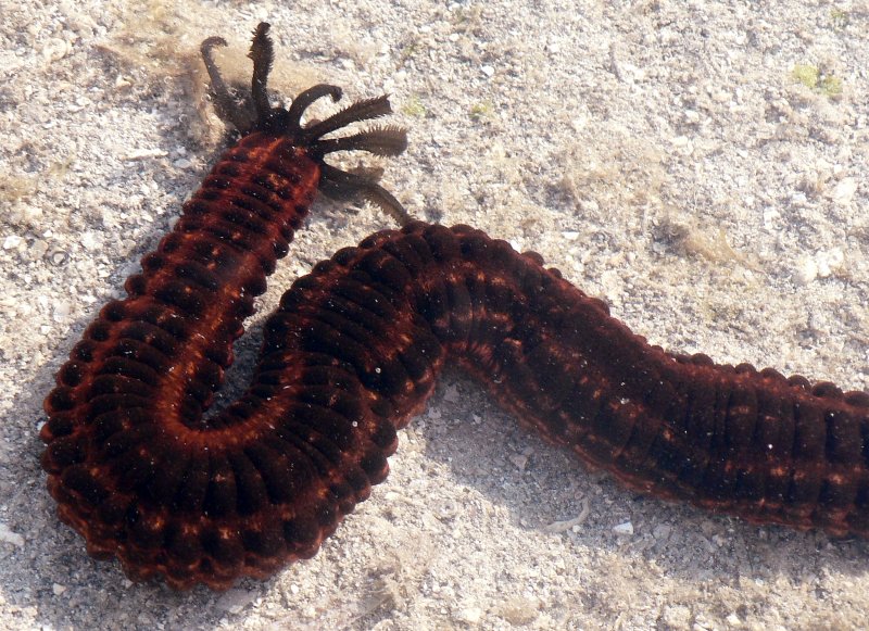 {short description of image}